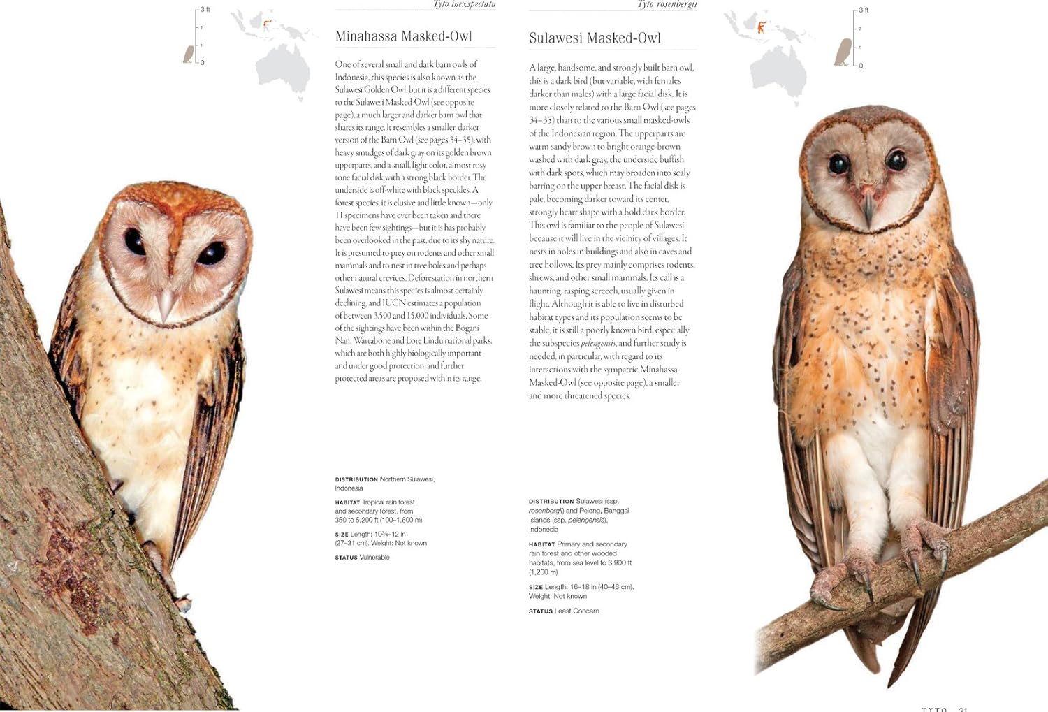 81zssScA6FL._SL1500_.jpg Owls: A Guide to Every Species in the World - Image 6