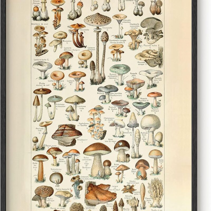 HAUS AND HUES Vintage Mushroom Poster – Adolphe Millot Mushroom Wall Art, Botanical Print, Cottagecore Decor, Vintage Plant Poster (Black Frame, 24x36)