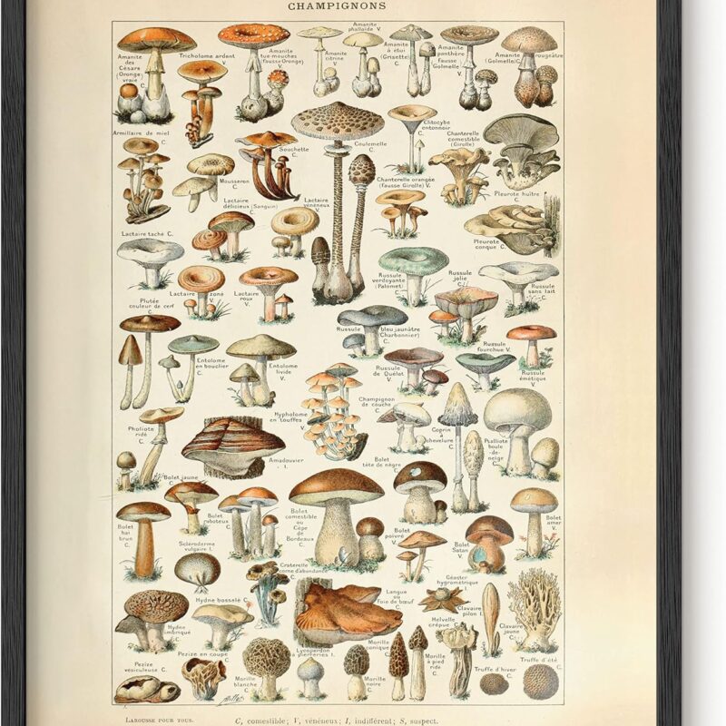 91APA4szp1L._AC_SL1500_.jpg HAUS AND HUES Vintage Adolphe Poster & Chart - Adolphe Millot Poster Cottagecore Wall Decor | Adolphe Millot Print & Plant Poster Vintage Botanical Prints & Botanical Poster (16x20, Beige Framed)