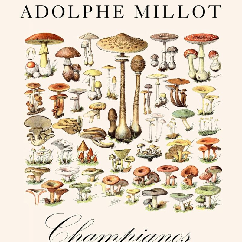 Mushrooms - Champignon Illustration by Adolphe Millot - Great Cottagecore Decor, Science Room Accessories, Vintage Plant Poster and Botanical Garden Mushroom Print, 28x36 Unframed Print Poster Paper