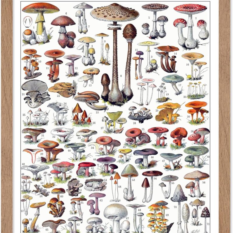 Poster Master Vintage Adolphe Millot Poster - Retro Drawing Print - Gift for Artist, Gardener - Botanical Fungus, Mushroom Plant - Wall Decor for Kitchen, Living Room, Office, 16x20 Beige Framed