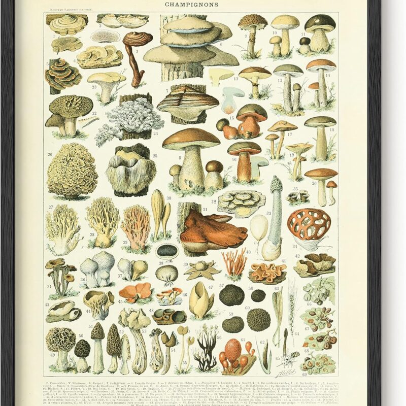 HAUS AND HUES Vintage Mushroom Poster – Adolphe Millot Mushroom Wall Art, Botanical Print, Cottagecore Decor, Vintage Plant Poster (Black Frame, 16x20)