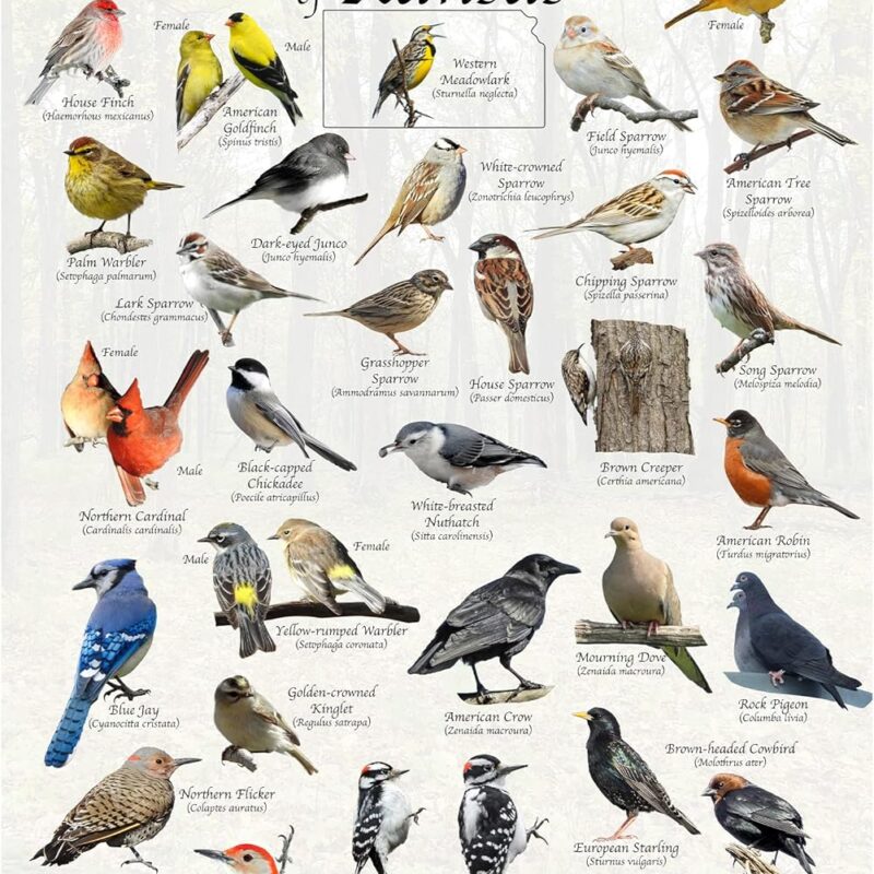 Where's Wildlife Backyard Birds of Kansas - Laminated Bird Identification Poster Chart (12" x 18")