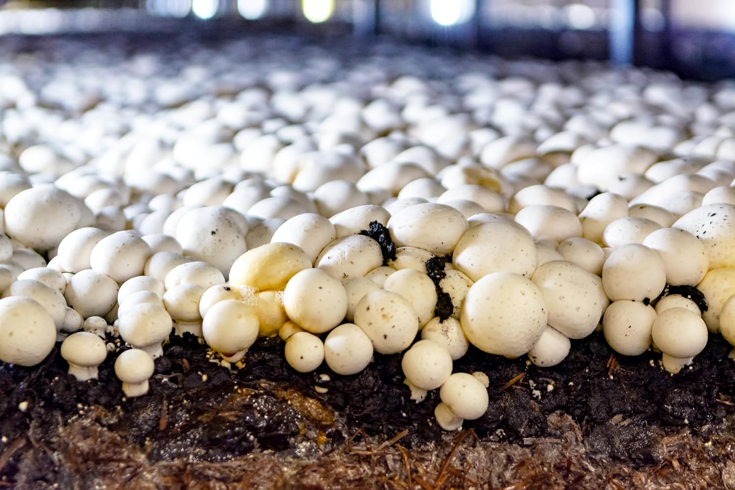 1746653005_81sADr7TUiL._AC_SL1500_.jpg Miracle LED Shroom Grow Indoor LED Grow Bulbs for Oyster, Shiitake, Lions Mane Mushrooms ect. with 6.5K Full Spectrum Replace 100W LED Grow Bulbs (36-Pack) - Image 2