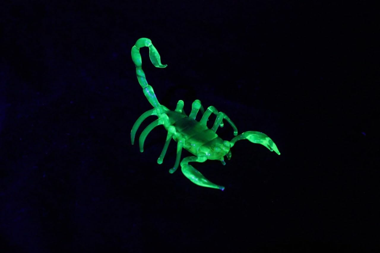 41TcBtEj0SL._SL1280_.jpg Uranium Glass Scorpion - Figurine Glass UV Scorpio - Scorpio - Image 8