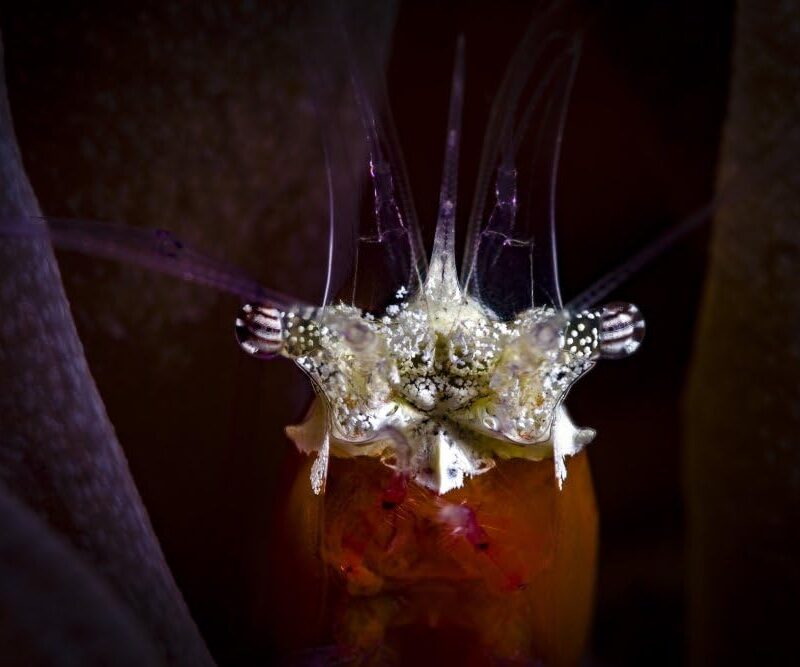 Headshot of a mushroom coral shrimp with detail Anilao Philippines Poster Print by Bruce ShaferStocktrek Images (34 x 22)