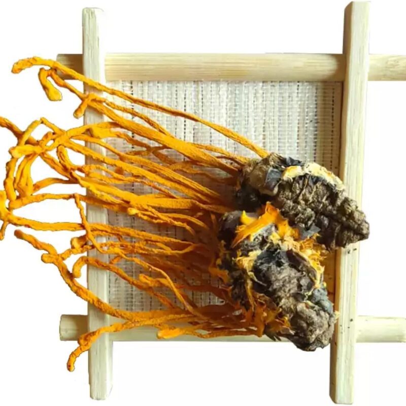 Cordyceps Militaris Mushroom(蛹虫草) – Premium Dried Ophiocordyceps for Natural Support, 100% Pure, No Additives (7)
