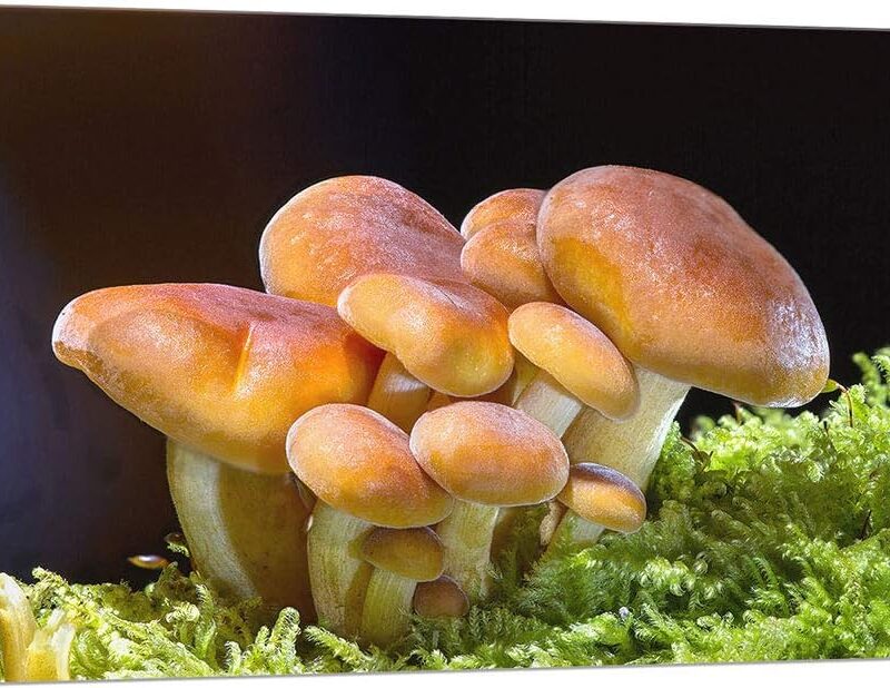 ARTCANVAS Mushrooms Home decor Canvas Art Print Stretched Framed Painting Picture Poster Giclee Wall Decor - 18" x 12" (0.75" Deep)