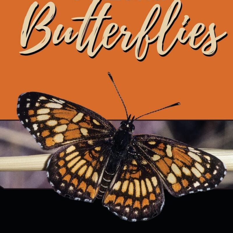 Southeastern Arizona Butterflies