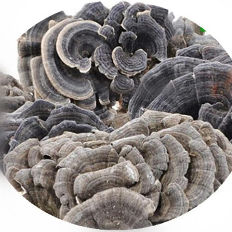 CORIOLUS Pure Turkey Tail Mushroom - Wild Dried Rainbow Conk, 100% Coriolus Versicolor (1000g)