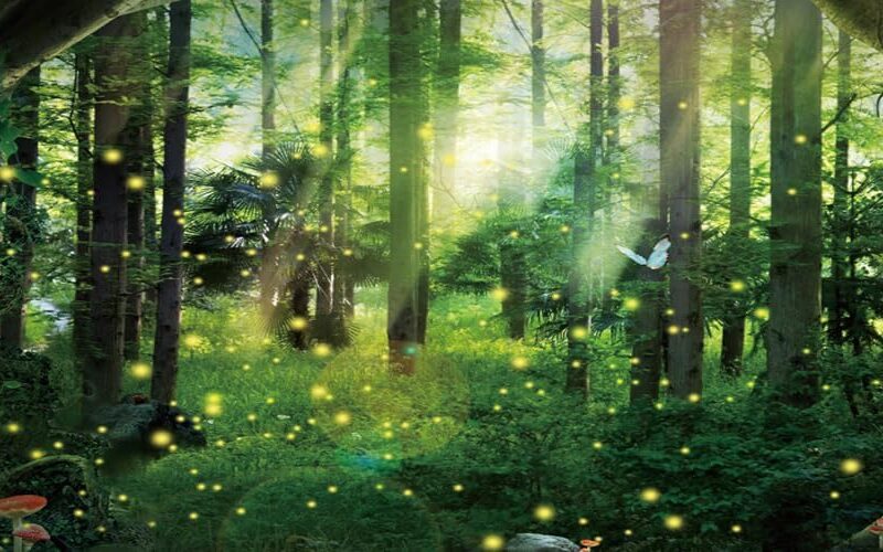 20x10ft Spring Enchanted Forest Backdrop Fireflies Elf Butterfly Mushroom Fairy Tale Forest Photography Background for Newborn Baby Shower Kids Girls Birthday Party Decorations Wallpaper