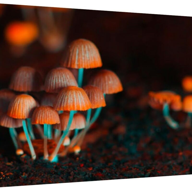 Canvas Wall Art for Living Room Bedroom Small mushrooms toadstools Orange psilocybin mushrooms Selective focus Big Large Wall Art Decor Framed Painting Wall Pictures Prints Artwork Office
