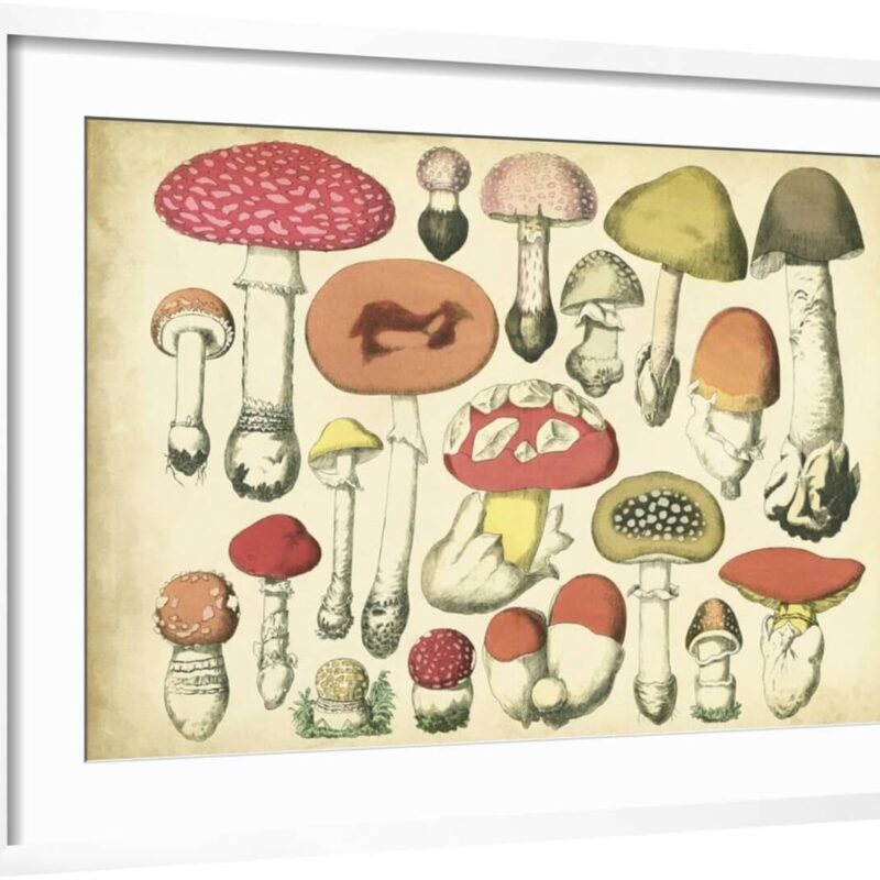 ART.COM Wall Art Print Vintage Mushroom Chart on White Frame by Vision Studio, 29" x 21"