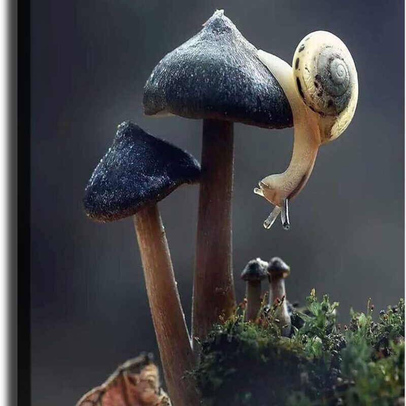 Plant Photography Snail on Mushroom Poster Canvas Print Painting Picture Wall Art Gift Home Corridor Bedroom Living Room Aesthetic Decoration (16x20inch framed)