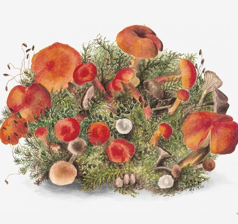 Magic of Mushrooms II Poster Print - And lined lettered (24 x 18)