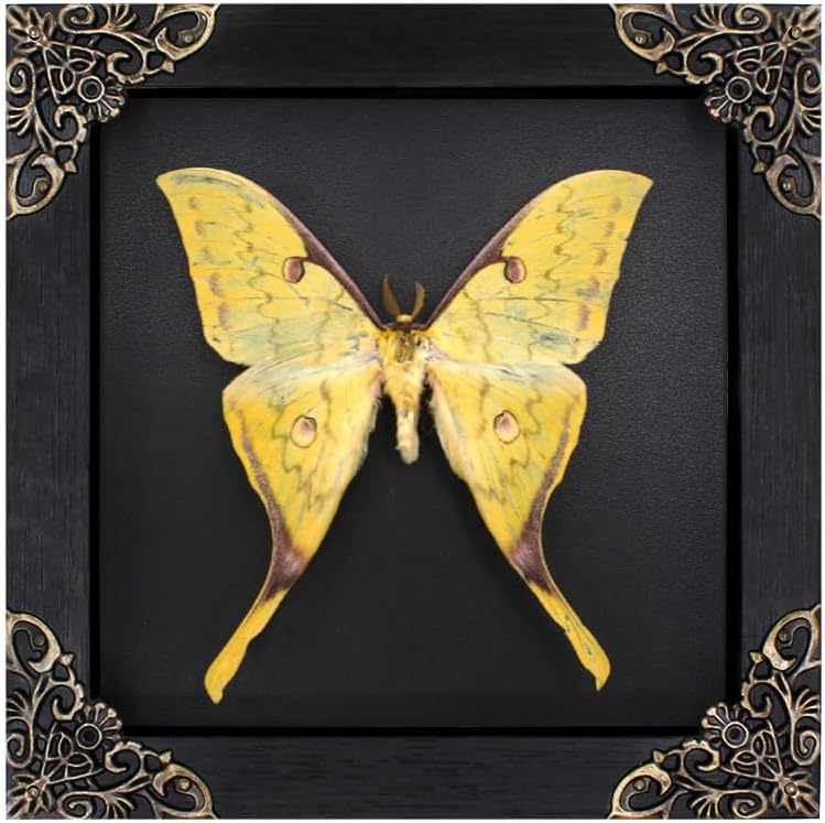 Golden Moon Moth Butterfly Framed Decoration - Handmade Wood Shadow Box Insect Frame for Butterfly Collectors - Tabletop, Wall Art,Live Room,Home Decor