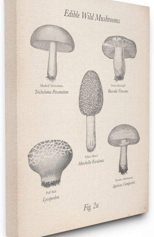 Stupell Industries Edible Wild Mushrooms Vintage Drawing, Design by The Saturday Evening Post Wall Art, 24 x 30, Canvas