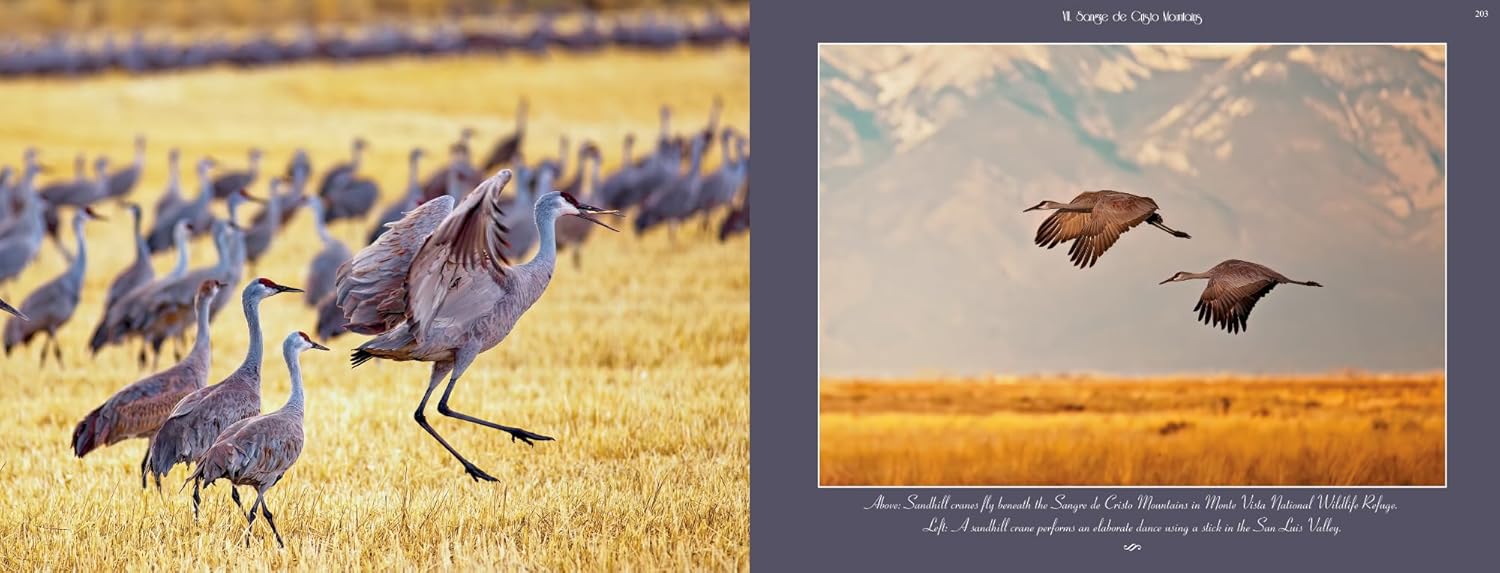 71GejcqXZ7L._SL1500_.jpg Colorado (A large coffee table book featuring nature and landscape photos of wildflowers, fall colors, waterfalls, fourteeners, and more - measures 14" x 11", 256-pages, over 5 lbs.). - Image 26