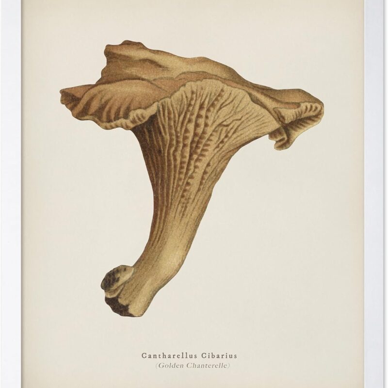 Poster Master Cantharellus Cibarius Poster - Golden Chanterelle Print - Girolle Art - Mushroom Art - Botanical Art - Minimal Art - Forest Art - Bedroom or Living Room Decor - 16x20 White Framed