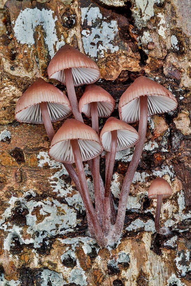 71NjAFwPRwL._AC_SL1000_.jpg USA- Washington State- Sammamish. Mushrooms growing on fall alder tree log 24x36 UnFramed Art Print Poster Ready for Framing by Gulin, Darrell