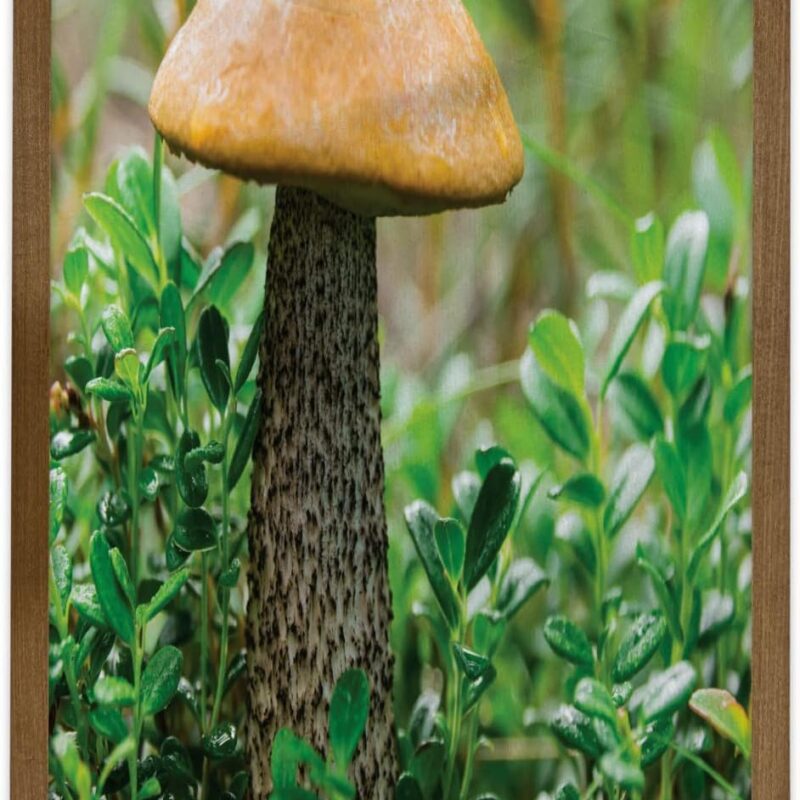 Ambesonne Mushroom Framed Wall Art, Close up Image of Plantation on Grass Edible, Fabric Decor with Teak Tone Wood Frame Home & Dorm Decor, 23" x 35", Sand Brown Dark Sepia