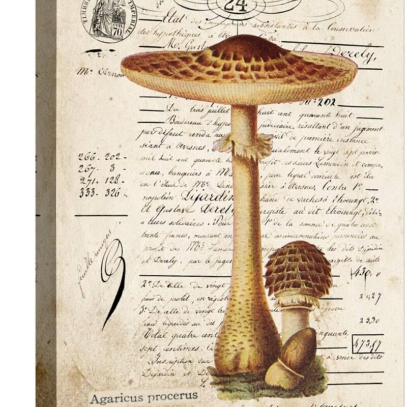 ART.COM Stretched Canvas Print Mushroom I by Gwendolyn Babbitt, 12" x 16"