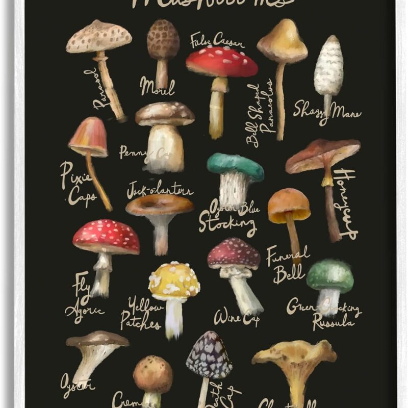 Stupell Industries Varied Mushrooms Kitchen Chart Framed Giclee Art, Design by Amylee Weeks