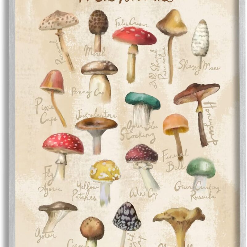 Stupell Industries Vintage Mushroom Types Diagram Framed Giclee Art, Design by Amylee Weeks