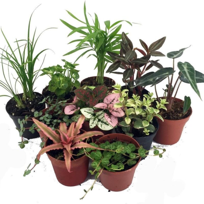 Terrarium & Fairy Garden Plants - 10 Plants in 2" pots