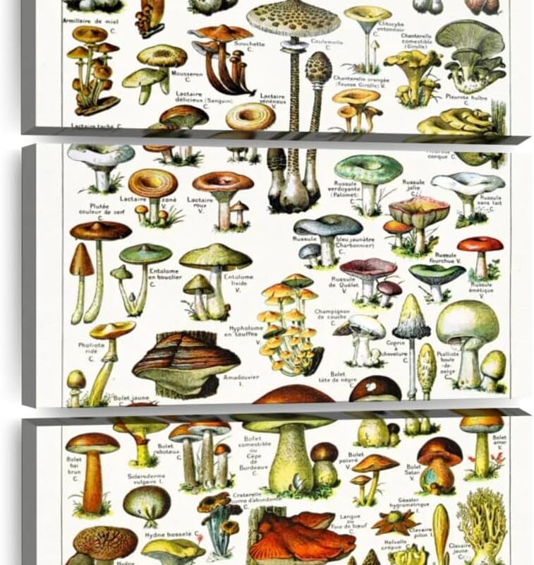 Elephant Stock - Mushroom Varieties Wall Art - Vertical Multi Panel Canvas - 3 Piece Living Room Wall Decor - Digital Art Food And Drink Multi Piece Wall Art - Gray And Beige Decor - 14" x 23"