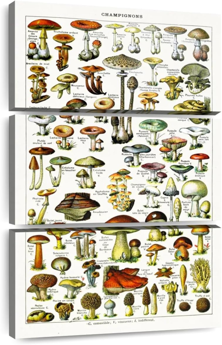 71t04EVed9L._AC_SL1200_.jpg Elephant Stock - Mushroom Varieties Wall Art - Vertical Multi Panel Canvas - 3 Piece Living Room Wall Decor - Digital Art Food And Drink Multi Piece Wall Art - Gray And Beige Decor - 14" x 23"