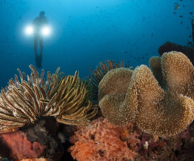 Posterazzi Diver illuminates mushroom leather coral and crinoid with twin lamps Raja Ampat Indonesia Poster Print, (34 x 22)