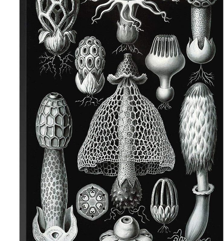 ARTCANVAS Fungi Mushroom Canvas Art Print Stretched Framed Painting Picture Poster Giclee Wall Decor by Ernst Haeckel - 18" x 12" (0.75" Deep)