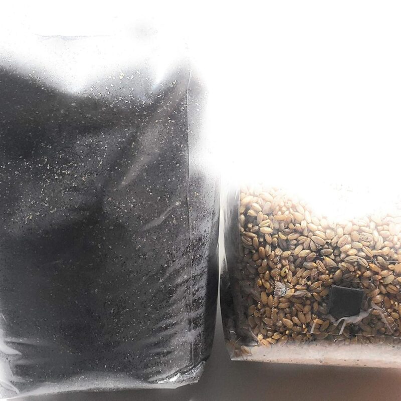 Mushroom Grow kit 3LBs of sterilized rye Berries and 6LBs of pasteurized Coco Coir Based Substrate