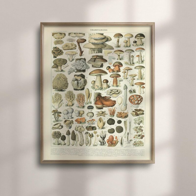 Adolphe Millot 1909 Mushroom Poster - Vintage Botanical Wall Art, Colorful Nature Decor, Science Illustration, Unique Larousse Gift Idea