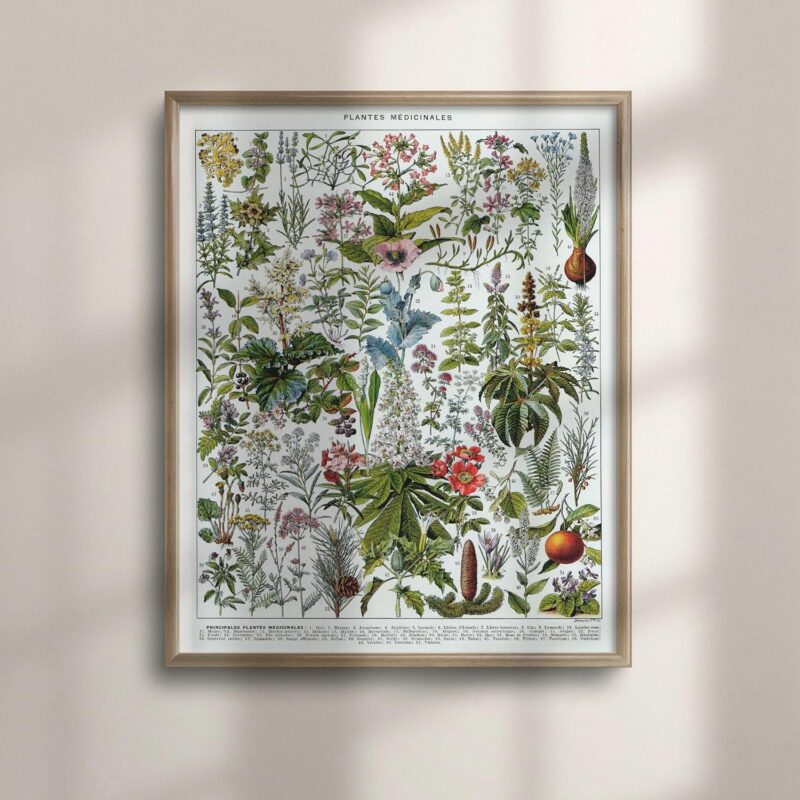 Medicinal Herbs Poster - Vintage Botanical Art for Kitchen Decor, Herbalist Gift, Antique Larousse Medical Plants Illustration