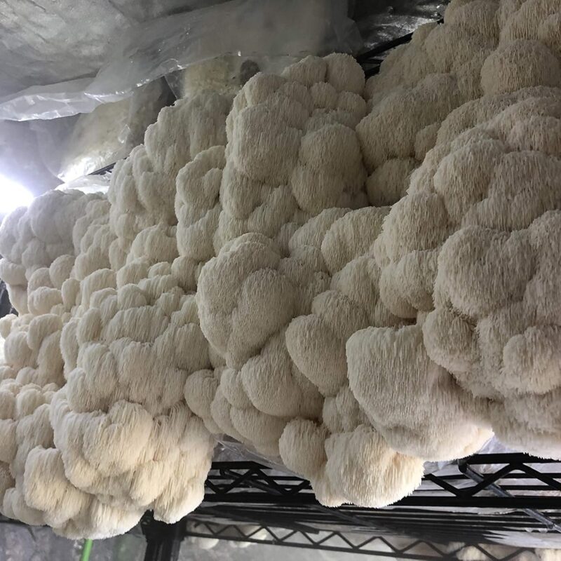 Unicorn Bag 14A for Mushroom Growers - 1000 Count