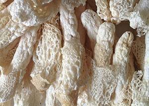 2 Pound (908 grams)Wild Bamboo Fungus Dried Mushroom from Yunnan China （中国云南）