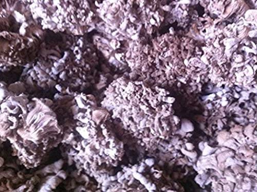 3 Pound (1362 grams) Split Gill Mushroom Schizophyllumcommuneh dried Premium Grade from Yunnan China （中国云南）