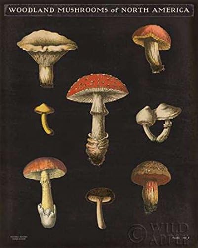 Posterazzi Mushroom Chart II Poster Print by Wild Apple Portfolio, (24 x 30)