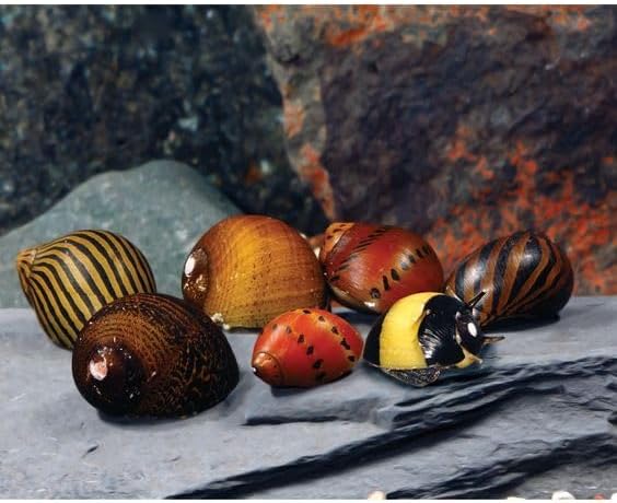 Swimming Creatures™ Assorted Nerite Snails (10 Pack) Freshwater Live Aquarium Snails