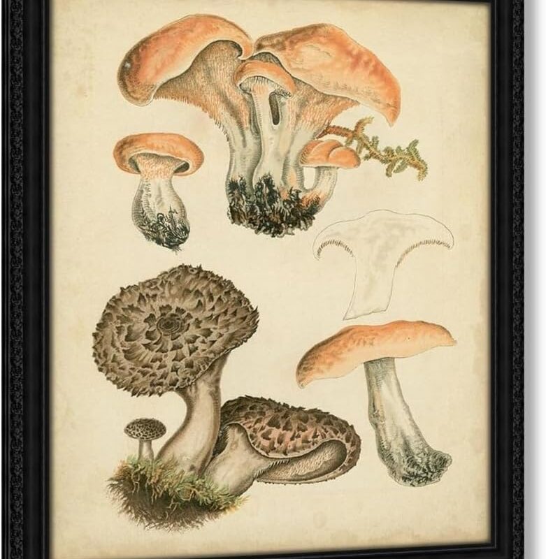 Furrer, H. 28x36 Black Ornate Framed Canvas Art Print Titled: Antique Mushrooms I