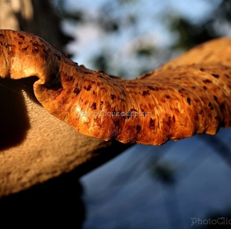 Mushroom Lip/Dramatic, Sensuous/Ready to Hang Wall Art/Fine Art Photography ~ CANVAS WRAP PRINT