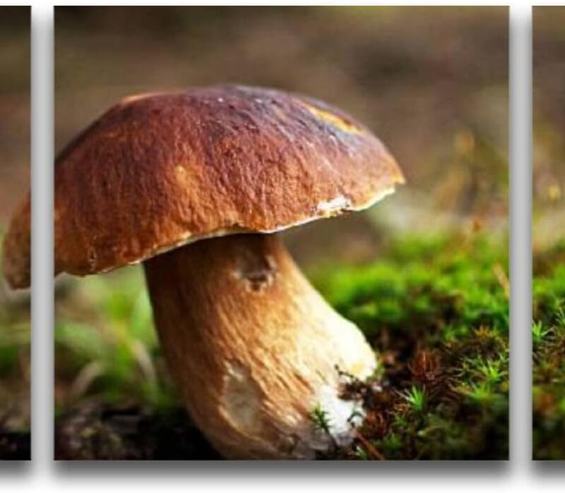 Large Size Canvas Wall Art Cepe Edible Mushroom Framed Artwork Prints Picture Posters Painting for Living Room Bedroom Office Decor Ready to Hang