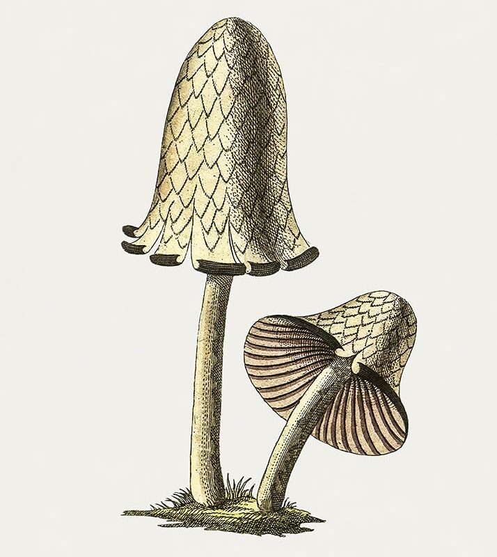 Vintage Inky Cap Edible Mushroom Poster Print - Pictufy (18 x 24)