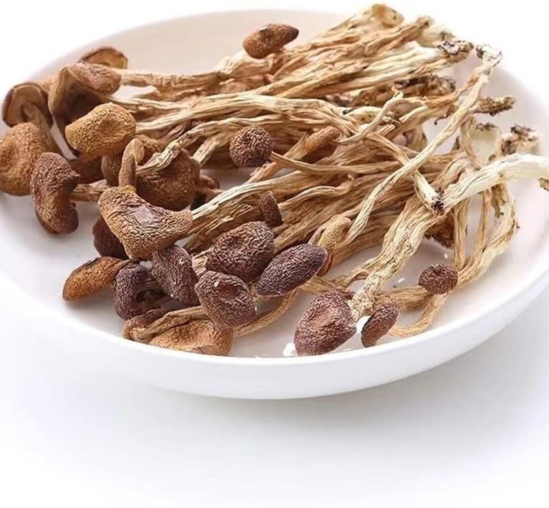 Agrocybe Aegerila,Dried Tea Tree Mushroom,Tea Tree Mushrooms,Basidiomyceten Agrocybe Chashugu Huang,The Dried Tea Tree Mushrooms,ganchashugu,agrocybe Cylindracea,Agrocybe Chaxingu (1000grams)