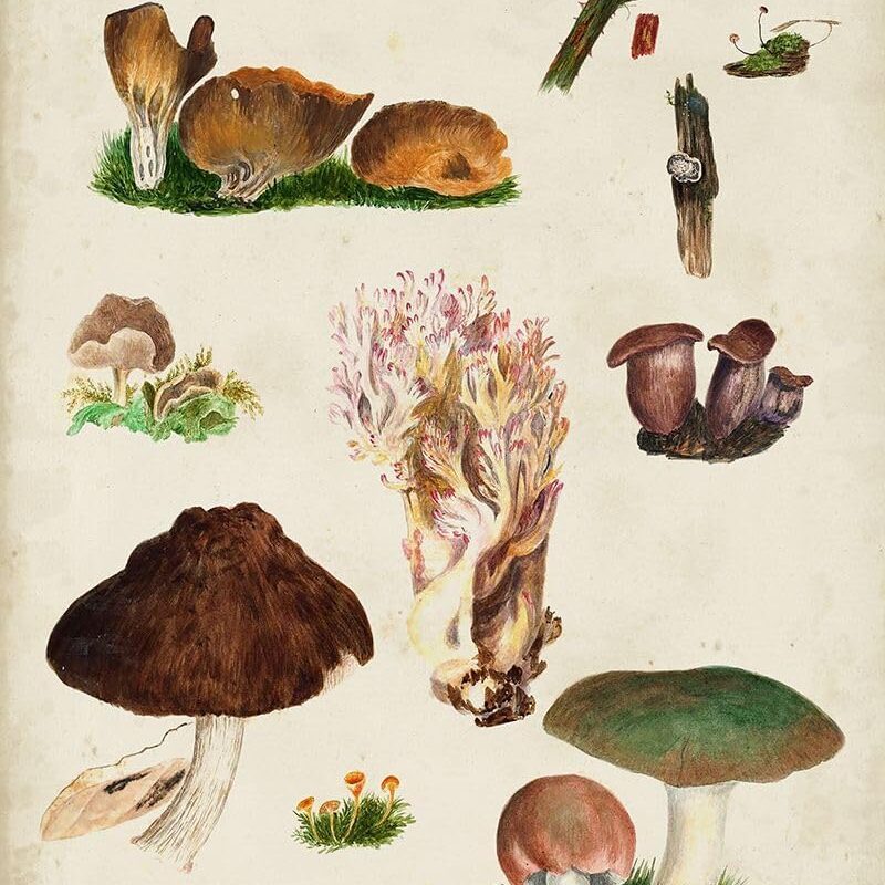 Mushroom Species IX Poster Print - Studio Vision (18 x 24)