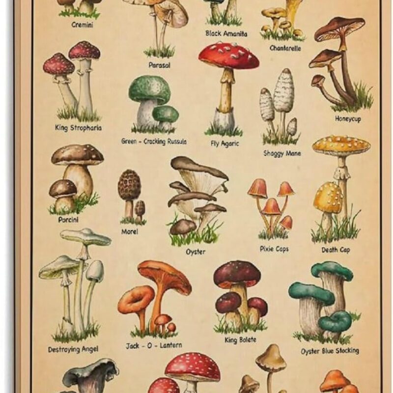 Types Of Mushrooms Art Print, Mushrooms Vintage Poster, Mushrooms Types, Kitchen Wall Hanging Canvas Art Poster And Wall Art Picture Print Modern Family Bedroom Decor Posters 20x30inch(50x75cm)
