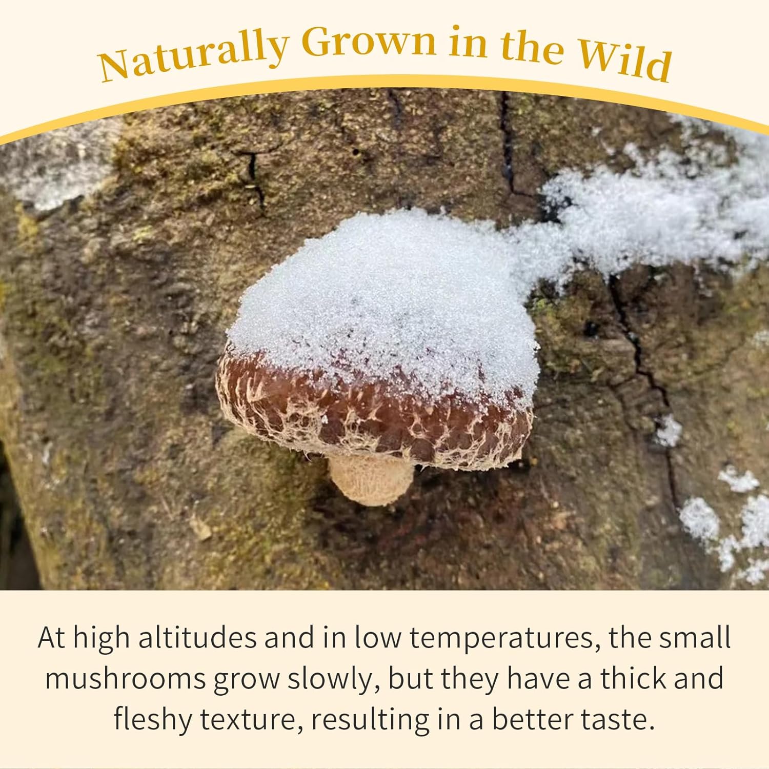 719VhZnQ8SL._SL1500_.jpg Wanhua Hall Dried White Fungus Mushroom Snow Fungus 银耳& Dried Shiitake Mushrooms Premium Grade 香菇 花菇 - Image 9