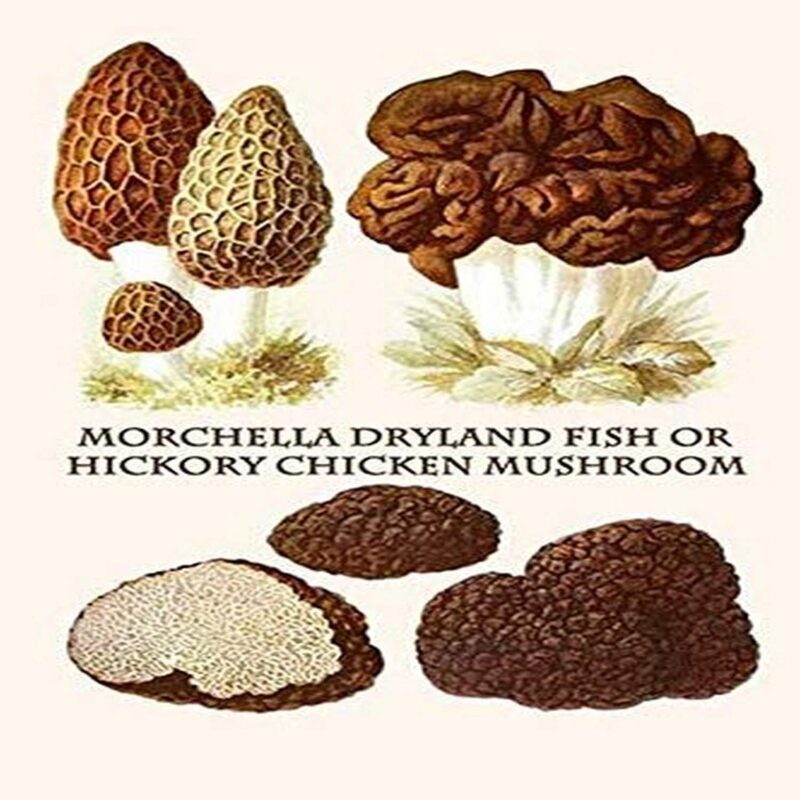 Morchella the true morels is a genus of edible mushrooms closely related to anatomically simpler cup fungi These distinctive mushrooms appear honeycomb-like in that the upper portion is composed of a